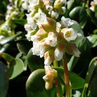 Bergenia 'Diamond Drops'